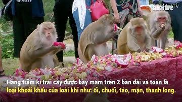 Độc lạ tiệc buffet dành cho khỉ
