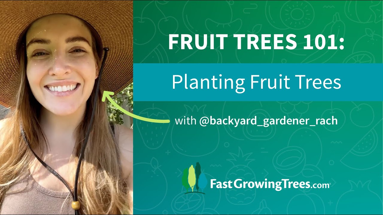 2 6 PLANTING FRUIT TREES YouTube 2-6-planting-fruit-trees-youtube