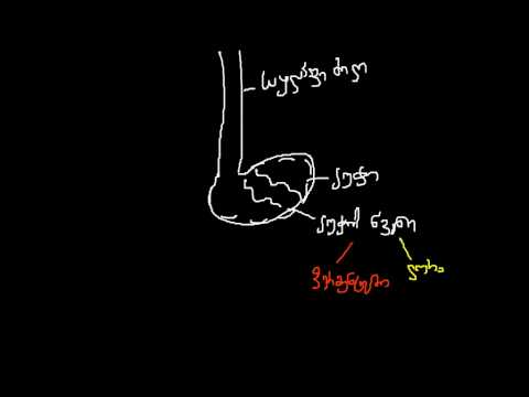 საჭმლის მომნ. სისტემა