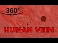 360° VR INSIDE OF A HUMAN VEIN