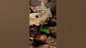 Flipping rocks until I find a snake!