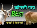 गायों की नस्लें cow ki nasal सबसे अच्छी गाय कौन सी होती है / cow nasal in india / indian cow