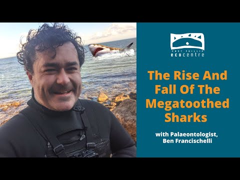 The Rise And Fall Of The Megatoothed Sharks with Palaeontologist, Ben Francischelli