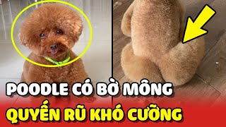 Ghen tị với BỜ MÔNG hấp dẫn nhất Việt Nam của bé chó POODLE xinh đẹp  | Yêu Lu