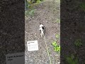 mitä löytyi rannalta#chihuahua