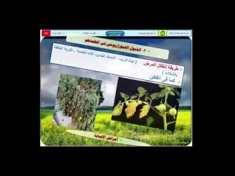 قسيم الفطريات الناقصة - Deuteromycotina