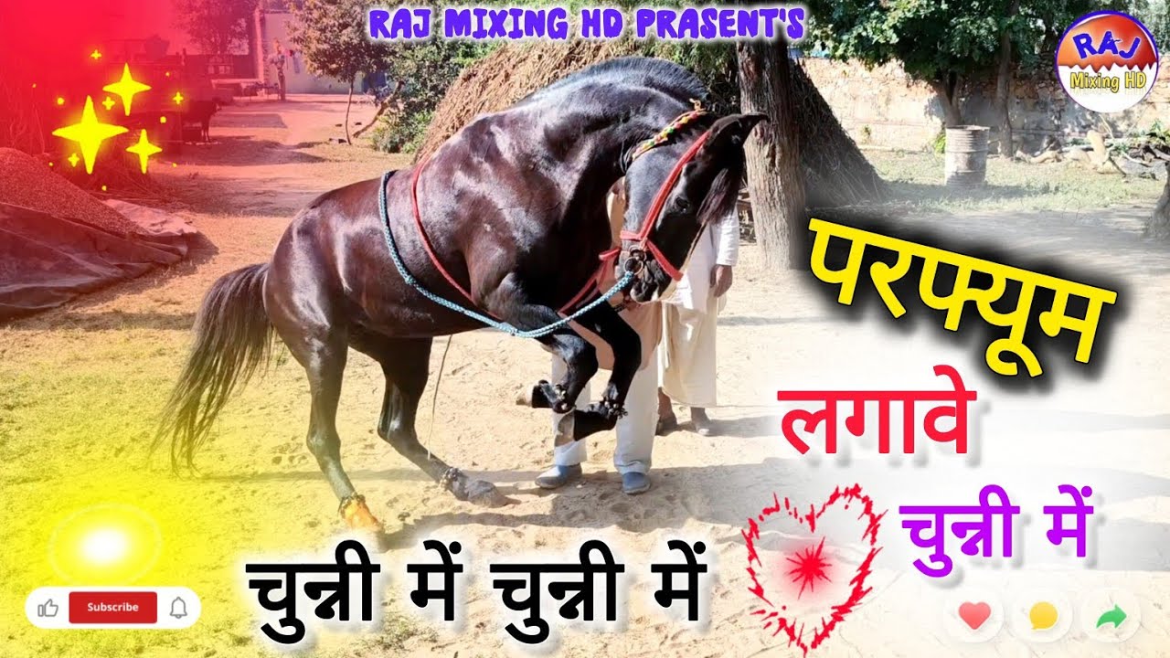 Special Horse Dance Competition 2026 || #horse #dance #rajasthanidance #viralvideo 