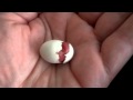 Budgie hatching