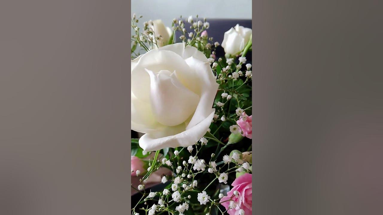 SNOW WHITE ROSES