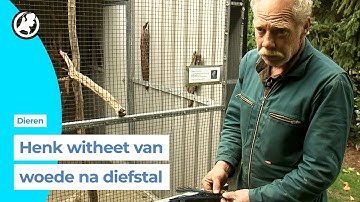 Vogeleigenaar Henk witheet van woede na diefstal zeldzame vogels