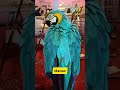 Behala pakhi mela 2023  bird exhibition in kolkata shorts