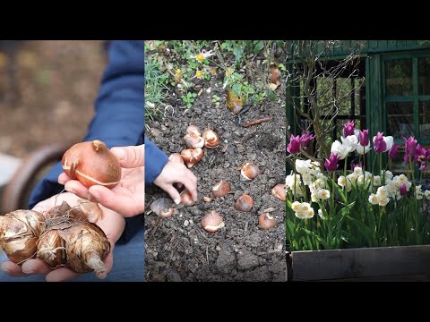 Video: Silinje čebulic tulipanov - gojenje tulipanov v lončkih v zaprtih prostorih