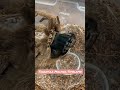 Hairy Tarantula Molting it’s Skin #shorts #tarantula #timelapse