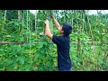 Harvest peas and Making the cakes my father taught me, Boil herbs to treat wounds - Alone Wilderness