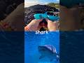 Kids Learn | Sea Animal Names: Pufferfish Thornback Ray Nurse Shark Turtle Shark