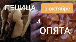 Пецица изменчивая и опята зимние.