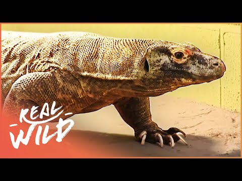 Komodo Dragon Sees Her New Home | Zoo Days EP10 | Real Wild