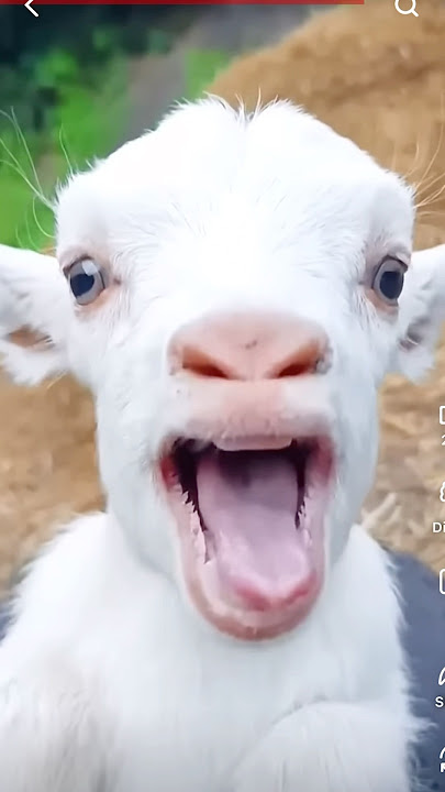 Download lagu Bakri meeee kar#funny #youtubeshorts