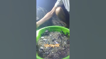 thăm 12 cửa ngục mùa nước trúng mánh tép, cua, cá . #ngocletv #tham12cuanguc#thamdon#muanuocnoi#