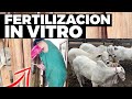 Fertilización In Vitro - Rancho En La Colina, Vacas Fértiles, Bovinos