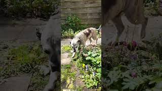 Dog Sunshine Eats Jos Garden Pieter Heijestraat
