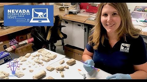Virtual Field Trip: Fossils of Nevada, Paleontology Lab Tour