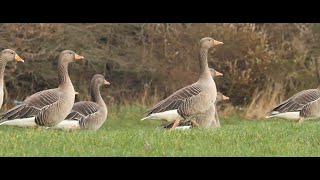 Test Day Gh5 With Takumar 135Mm F3.5 Strathclyde Park