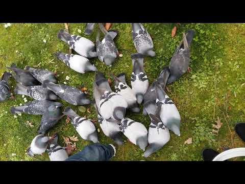 قديم عصام كاريكا السلام عليكم     2000