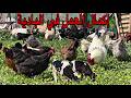 إكمال العمل في البادية أجواء رائعة ماشاءالله في المزرعة
