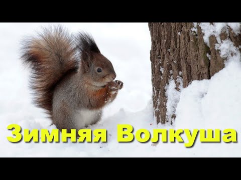 Зимняя Волкуша. Съёмки