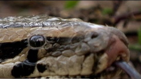 Python Challenge: Snake Hunters Ready for Massive Wipeout