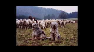 Meet the Bergamasco