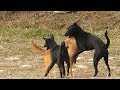 Great RuralDog!! 2black Golden Labrador Retrievers and Corgi German Mix meeting In Rice field