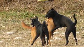 Great RuralDog!! 2black Golden Labrador Retrievers and Corgi German Mix meeting In Rice field