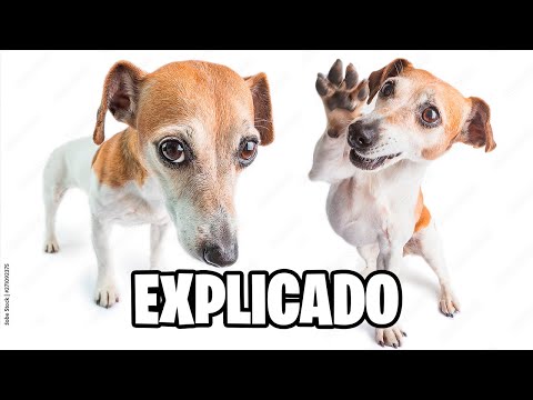 'A A Folou' Explicado 🐶