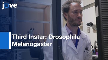 Electrophysiological Recording: Central Nervous System Activity