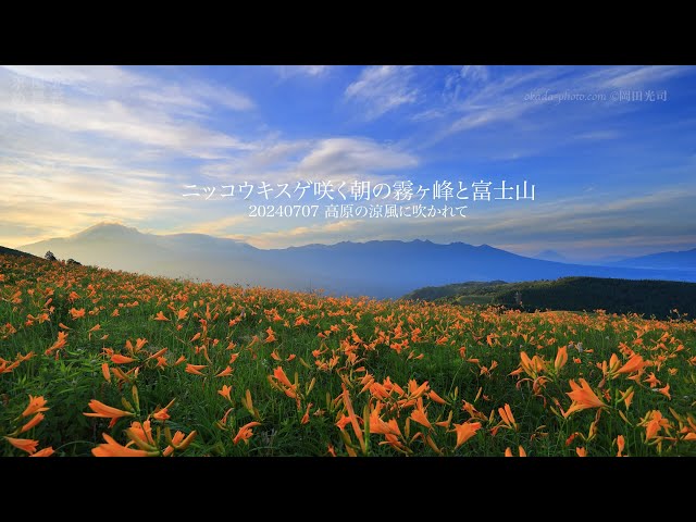 ニッコウキスゲ咲く朝の霧ヶ峰と富士山 20240707 高原の涼風に吹かれて