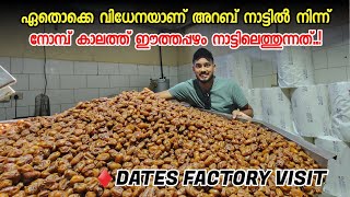 ഈന്തപ്പന തോട്ടം മുതൽ അജ് വ കാരക്ക വരെ | al ahsa Dates factory visit