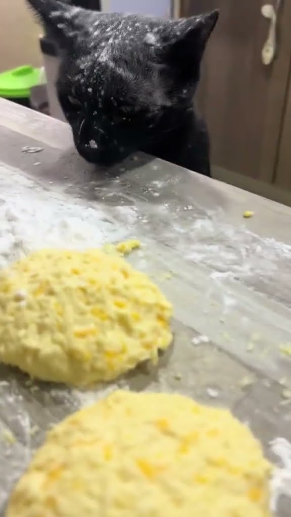 Très drôle le chat noire