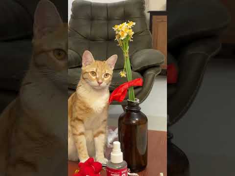 Manooch #catlovers #cat