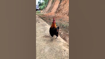 Tiếng gà rừng Mồi gáy chuẩn 2026 #chicken #garung #chuongga #qaibdib