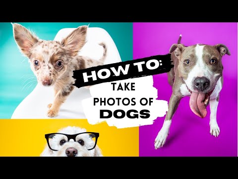 HOW TO: Take BETTER PHOTOS of YOUR DOG! Up your dog photography game for your pets instagram!