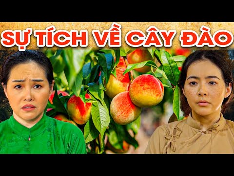 Video: Làm lạnh Đào - Tìm hiểu Về Yêu cầu Lạnh đối với Cây Đào