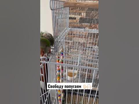 Свободу попугаям - YouTube