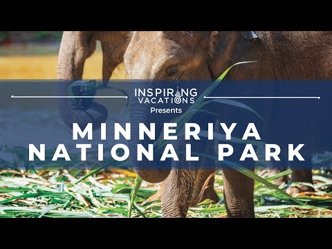Minneriya National Park,