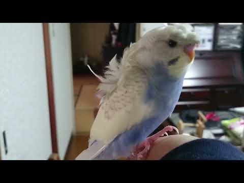 人懐っこい手乗りの羽衣セキセイインコ（オス♂・生後２ヶ月）－かごの外に出してみた（５３５）