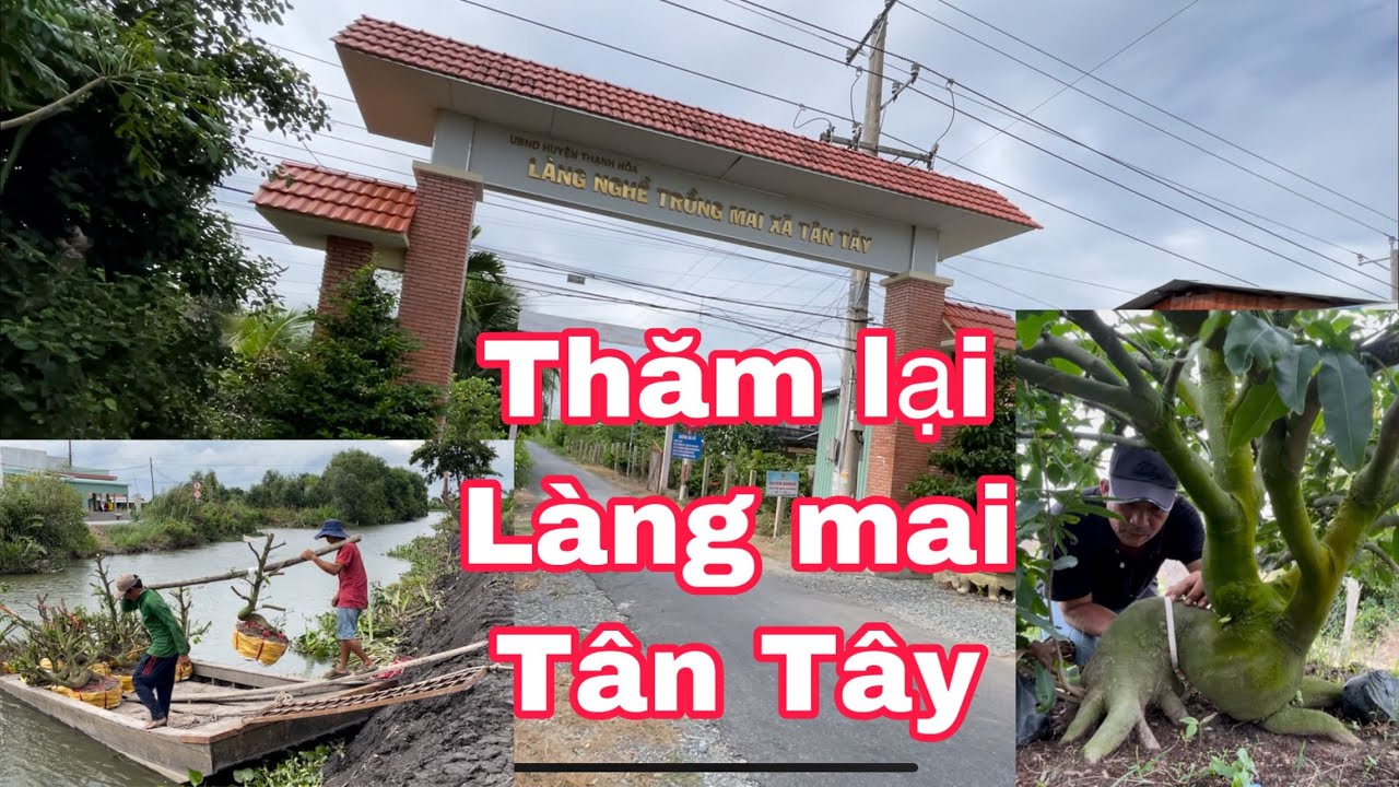 Sau 1 năm trở lại làng mai Tân Tây