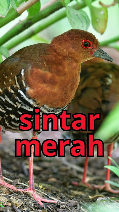 Pikat Suara sintar merah #shorts #wantarakicau