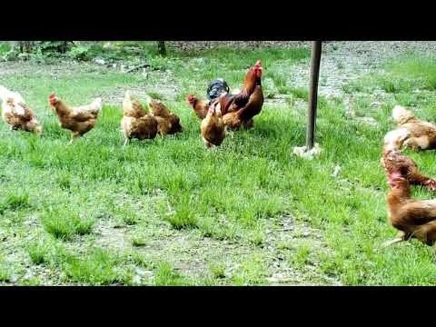 2 मिनट मंगलवार टिप ~ हम अपने मुर्गियों को काला तेल सूरजमुखी के बीज क्यों खिलाते हैं
