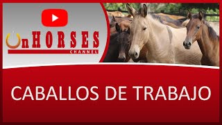 CABALLOS DE TRABAJO | On HORSES CHANNEL | SANTIAGO TOBÓN ESTRADA